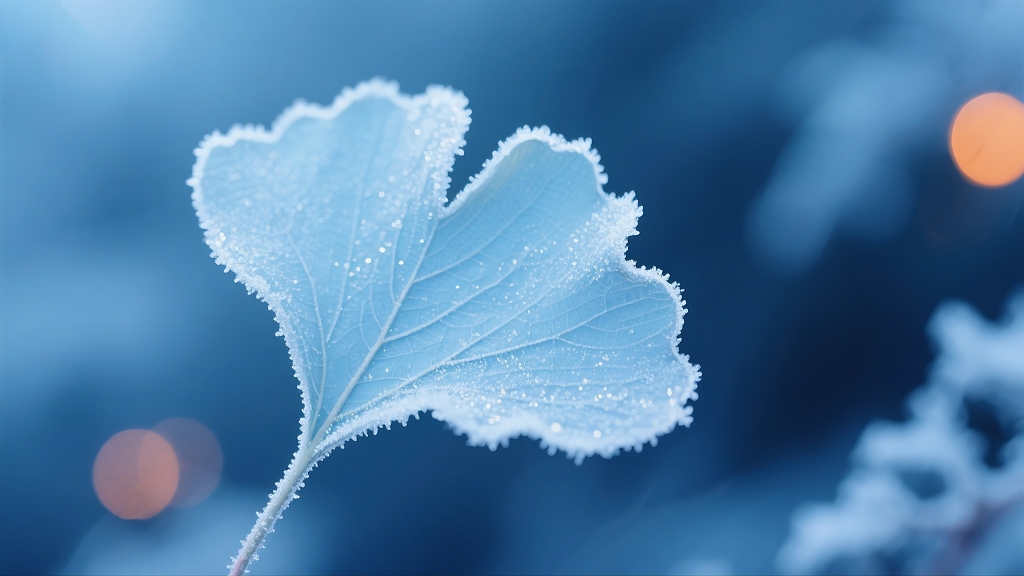 银杏叶浅蓝色近景特写