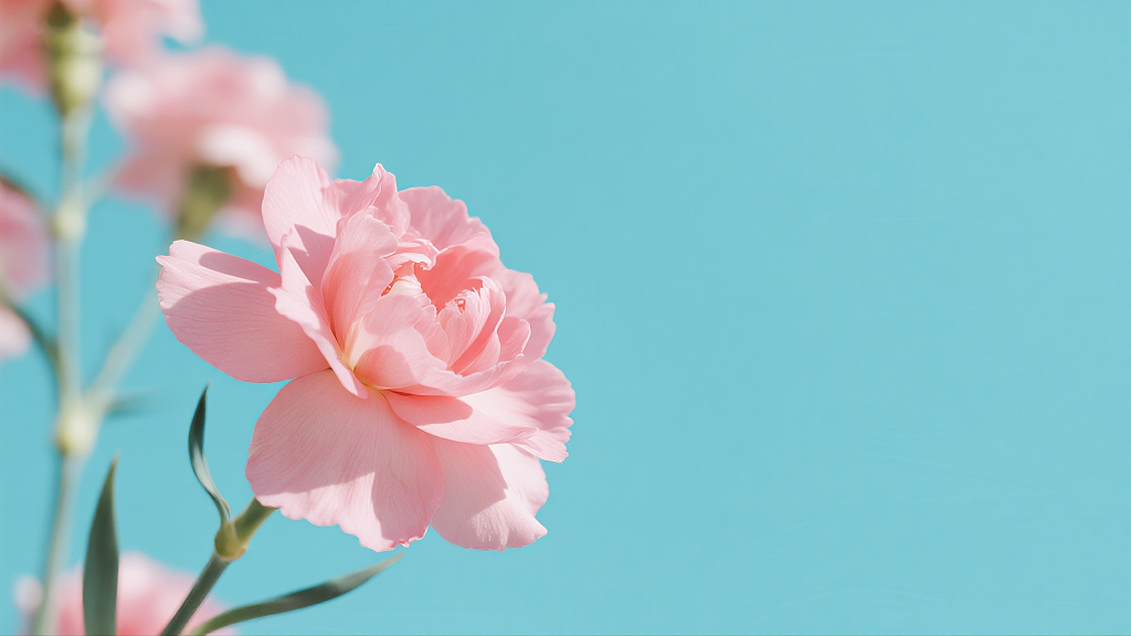 粉色花朵电脑壁纸