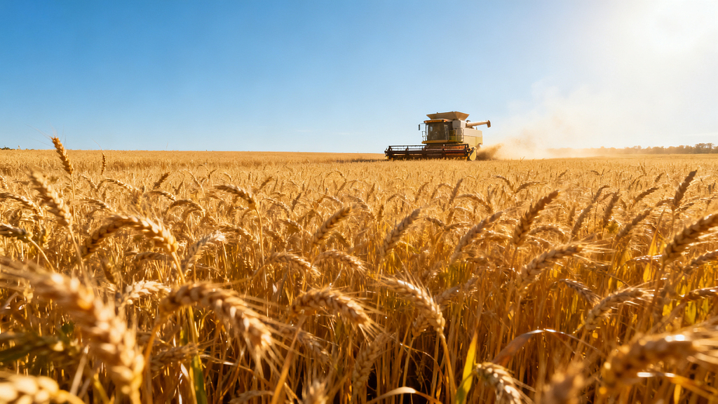 麦田丰收的景象秋收丰收收获