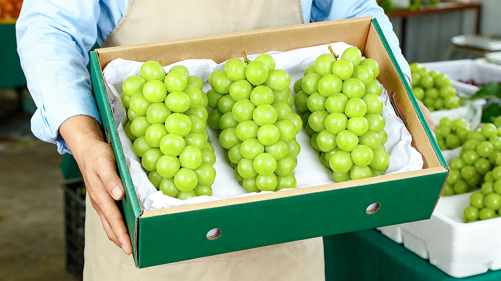 水果展示新鲜葡萄工作人员手持装满绿色葡萄的礼盒售卖场景礼盒装