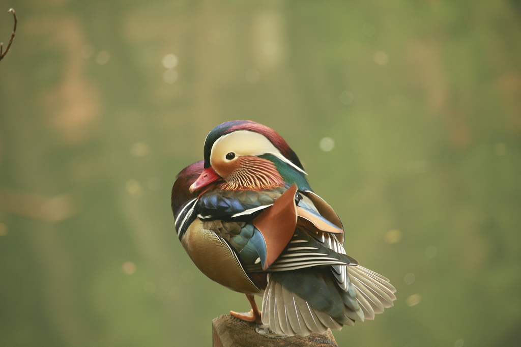 秋日午后鸳鸯晒太阳的闲暇时光