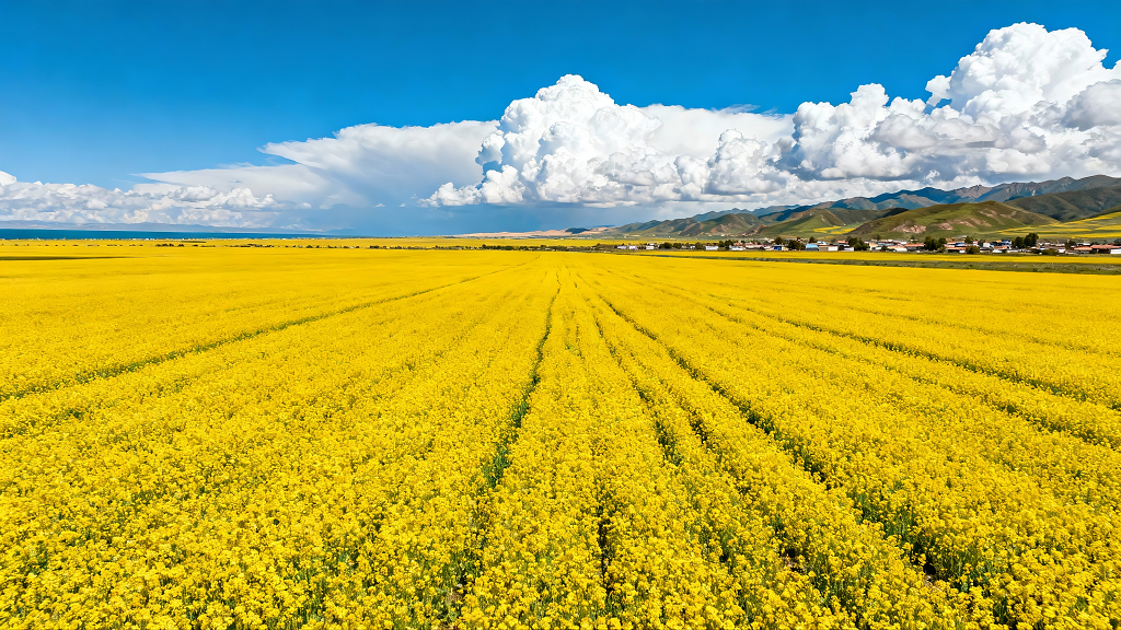 青海油菜花田