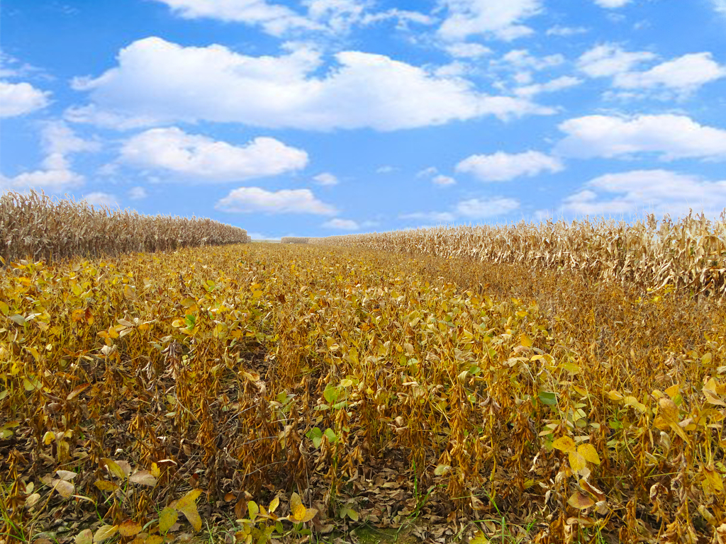 秋天黄豆成熟了蓝天白云下的收获