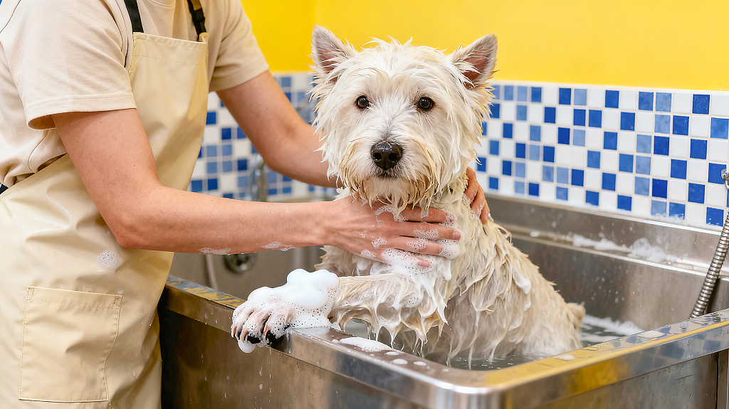 宠物美容行业的美容师身着围裙在宠物洗浴池为西高地白梗犬清洗