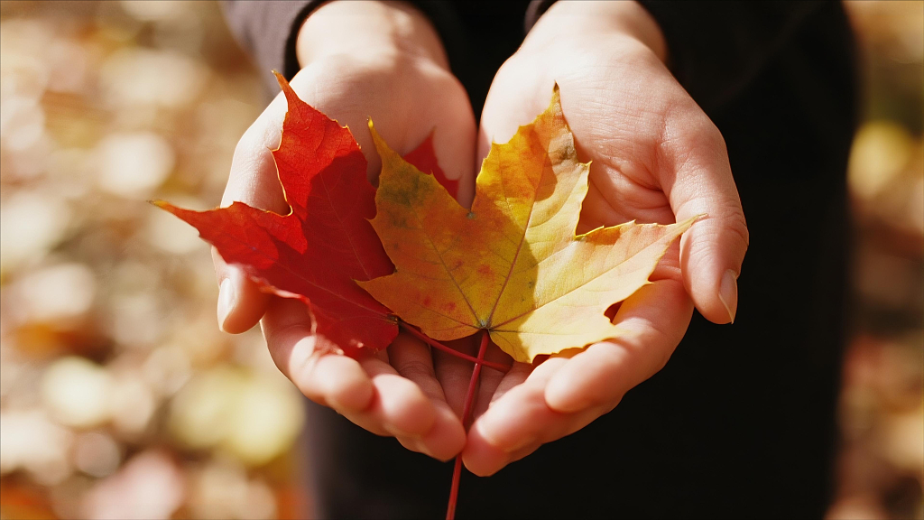 掌心秋色手捧落叶唯美摄影图