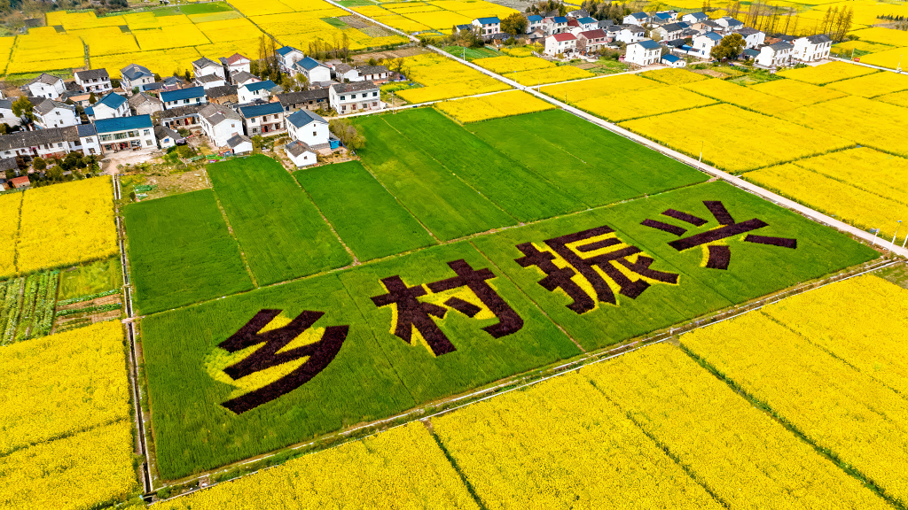 春日乡村振兴主题航拍油菜花田