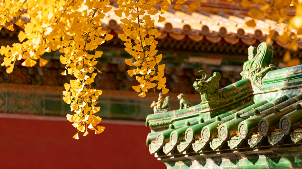 秋季古建筑银杏唯美的风场景