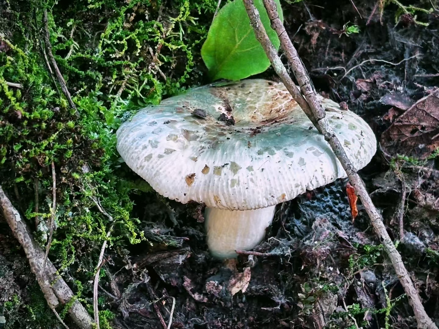 青头菌野生蘑菇云南野生菌美食