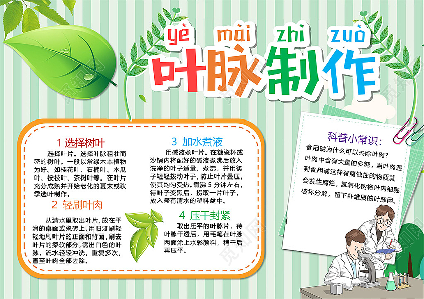 清新叶脉制作科普知识树叶制作流程小报
