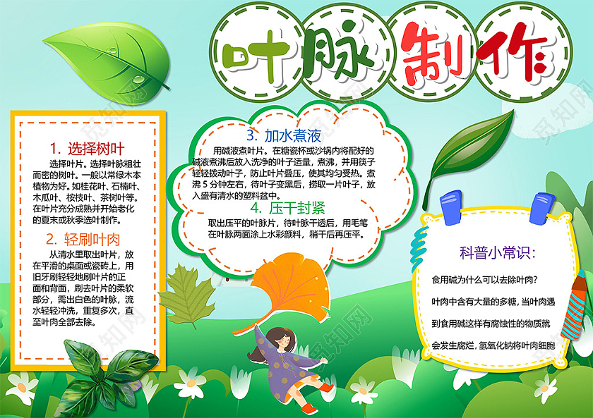 清新叶脉制作科普知识树叶制作流程小报