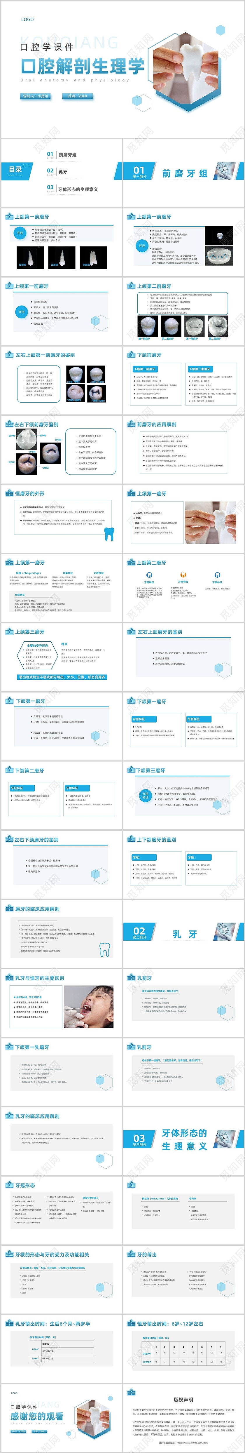 蓝色简约风口腔解剖生理学课件PPT口腔解剖生理学2