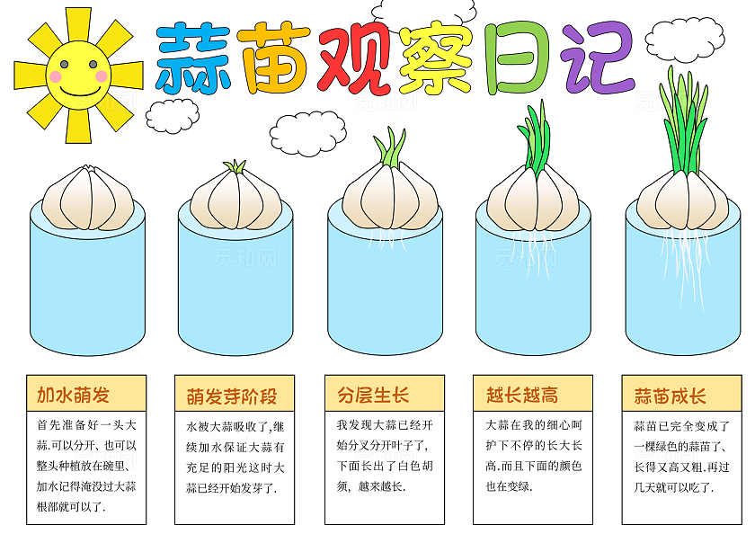 蓝色简约手绘蒜苗植物生长蒜苗观察日记成长日记手抄报