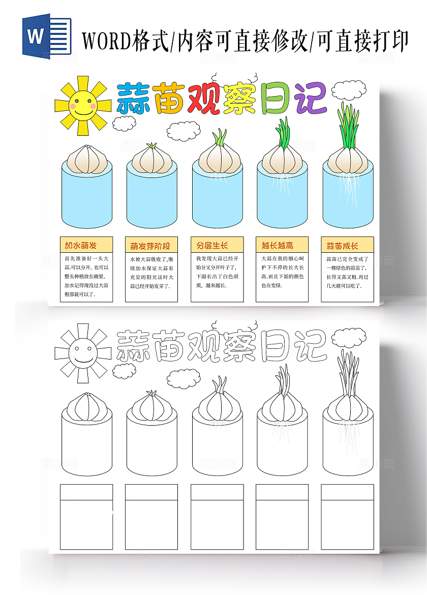蓝色简约手绘蒜苗植物生长蒜苗观察日记成长日记手抄报