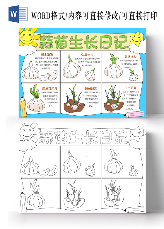 蓝色手绘插画简约蒜苗植物生长手抄报蒜苗生长日记