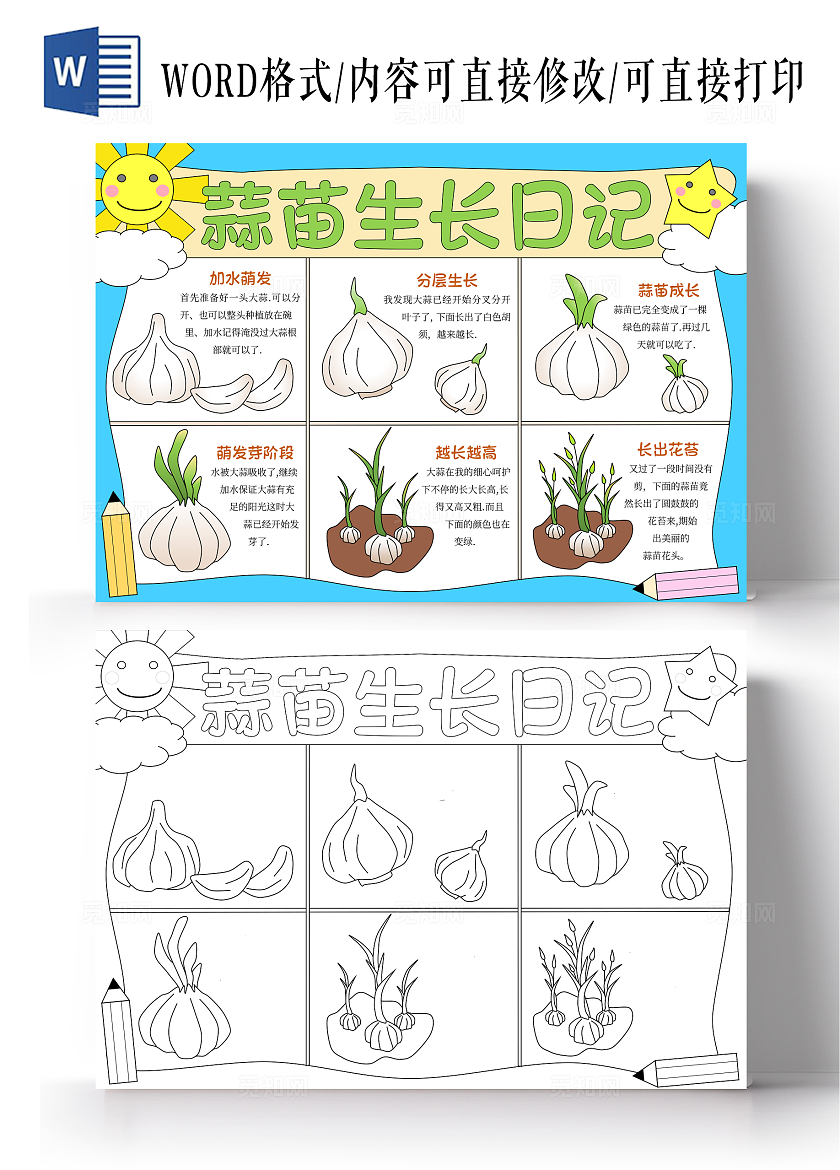 蓝色手绘插画简约蒜苗植物生长手抄报蒜苗生长日记