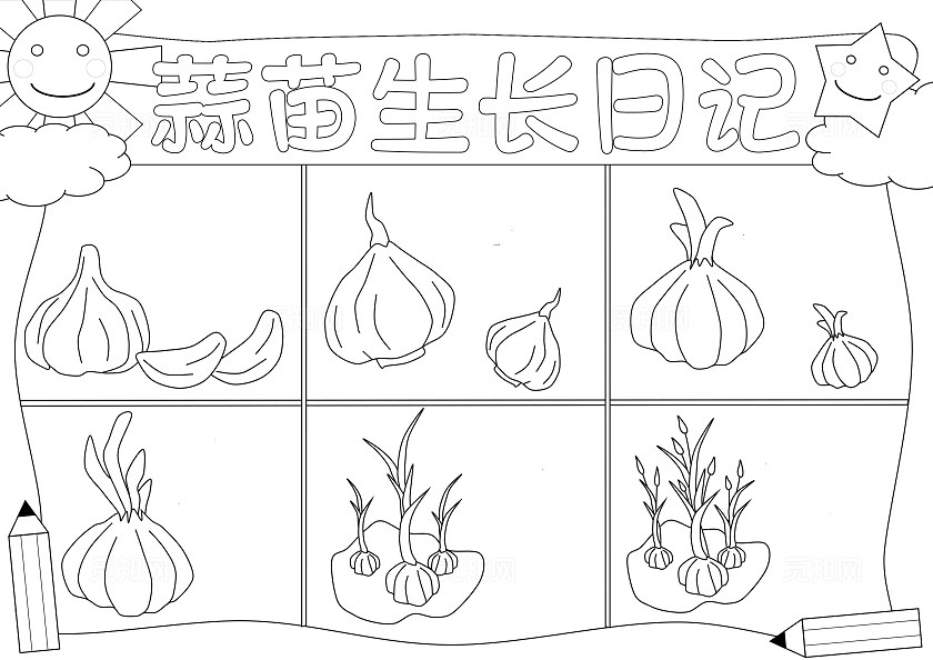 蓝色手绘插画简约蒜苗植物生长手抄报蒜苗生长日记