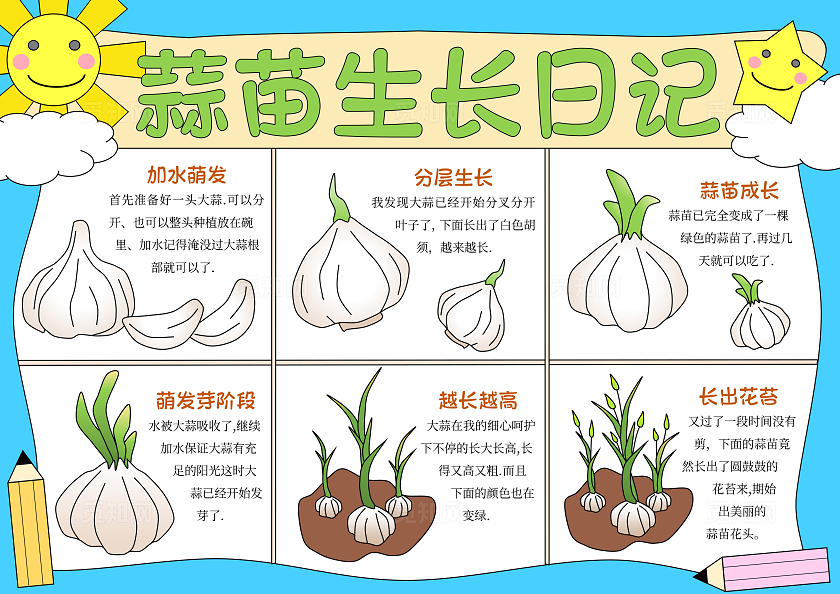 蓝色手绘插画简约蒜苗植物生长手抄报蒜苗生长日记