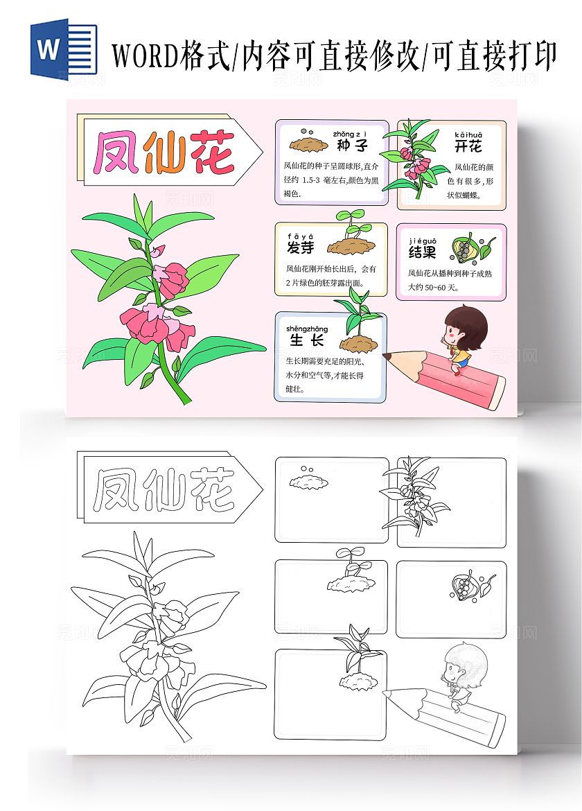 粉色凤仙花植物生长手绘卡通成长日记观察日记自然笔记