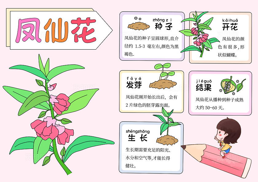 粉色凤仙花植物生长手绘卡通成长日记观察日记自然笔记