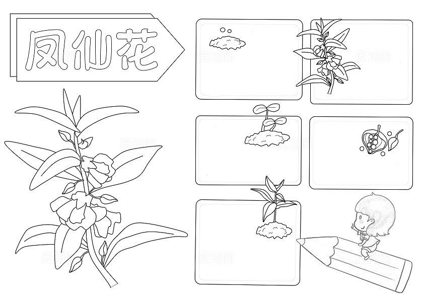 粉色凤仙花植物生长手绘卡通成长日记观察日记自然笔记