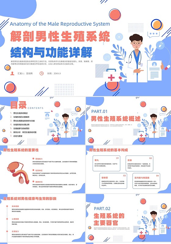 紫色插画风解剖男性生殖系统培训课件男性教育
