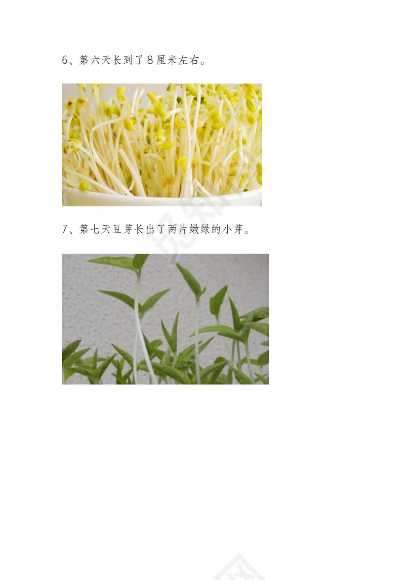 黄豆发芽的过程七天图