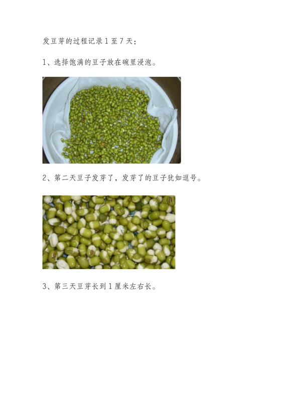 黄豆发芽的过程七天图