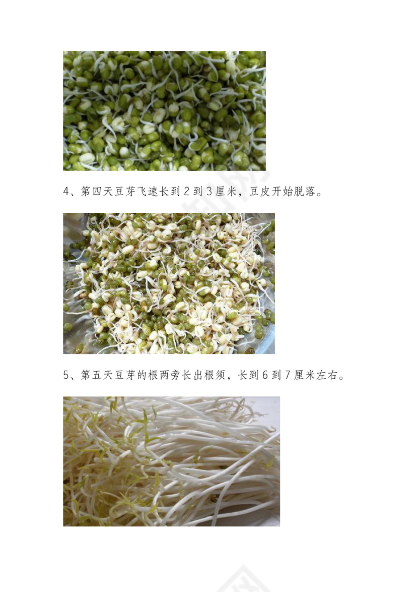 黄豆发芽的过程七天图
