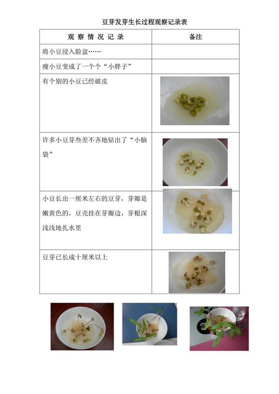豆芽观察记录表