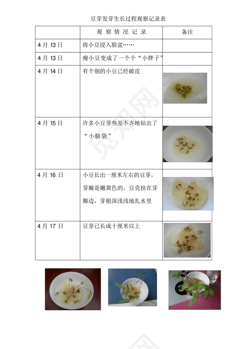 黄豆发芽的过程七天图
