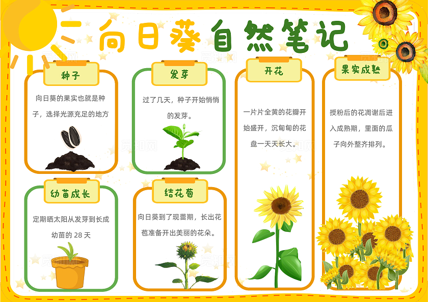 植物观察日记生长观察日记植物生长向日葵自然日记电子小报手抄报植树节