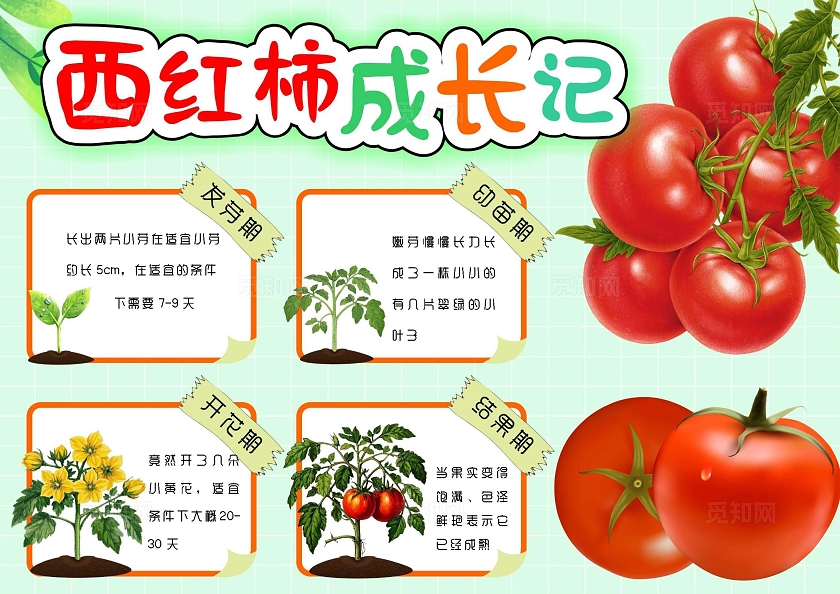 植物观察日记生长观察日记植物生长红绿色卡通手绘西红柿成长记小报手抄报植树节