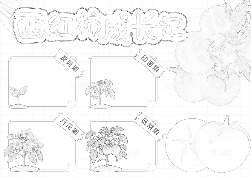 植物观察日记生长观察日记植物生长红绿色卡通手绘西红柿成长记小报手抄报植树节