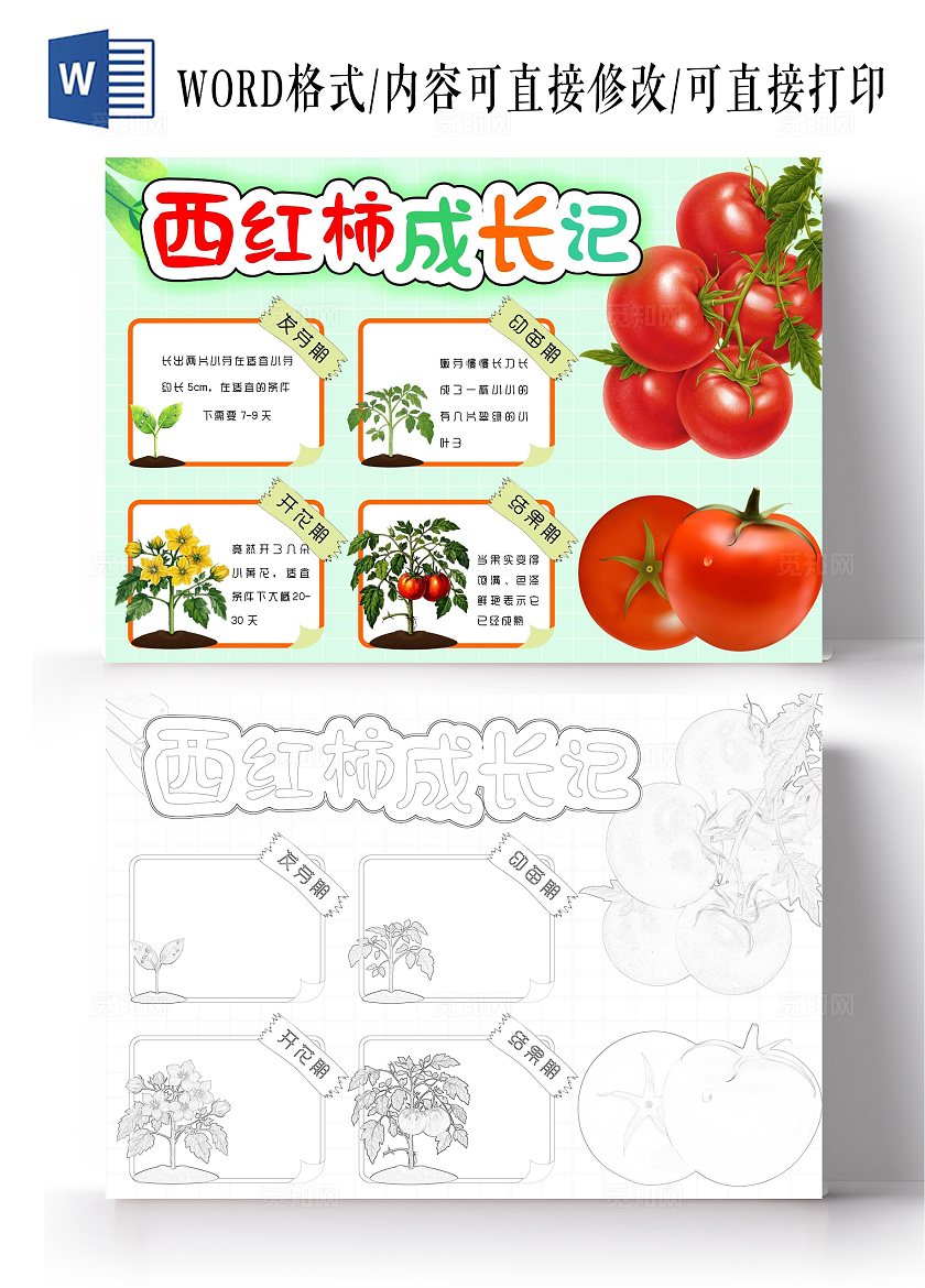 植物观察日记生长观察日记植物生长红绿色卡通手绘西红柿成长记小报手抄报植树节