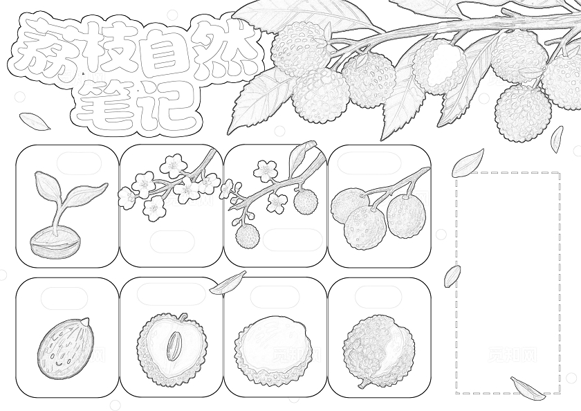 植物生长空白生长过程粉色清新手绘荔枝自然笔记荔枝植物生长小报手抄报