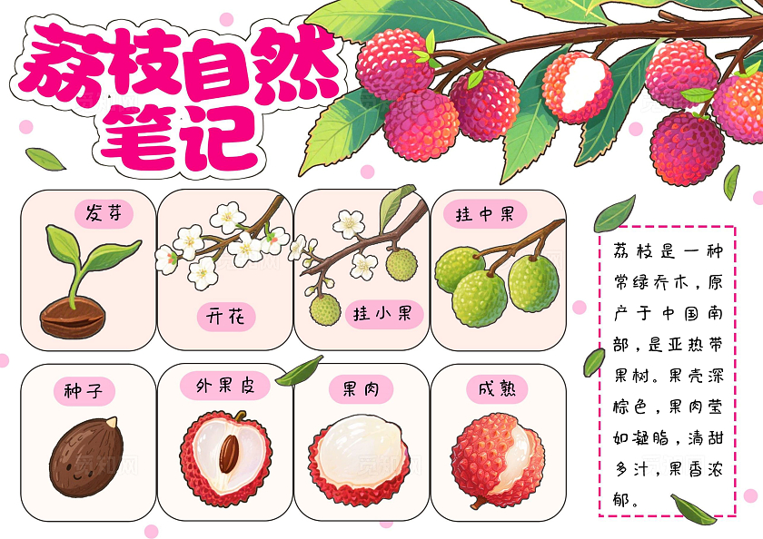 植物生长空白生长过程粉色清新手绘荔枝自然笔记荔枝植物生长小报手抄报