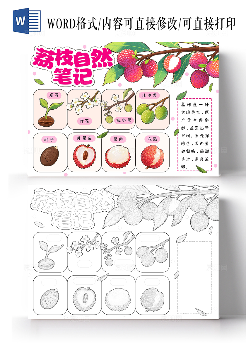 植物生长空白生长过程粉色清新手绘荔枝自然笔记荔枝植物生长小报手抄报
