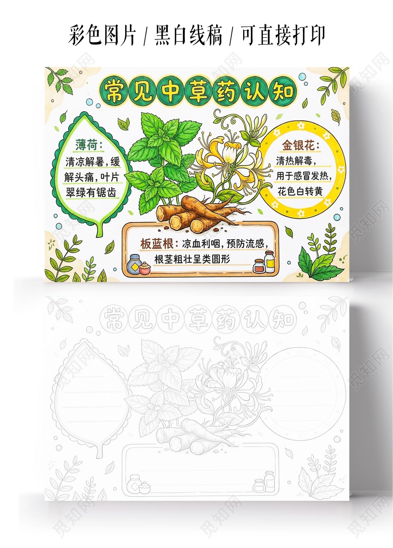 彩色卡通手绘常见中草药认知小报手抄报小学生手抄报