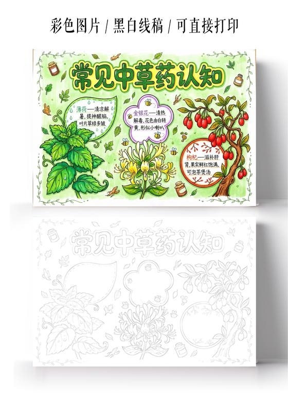 彩色卡通手绘常见中草药认知小报手抄报小学生手抄报