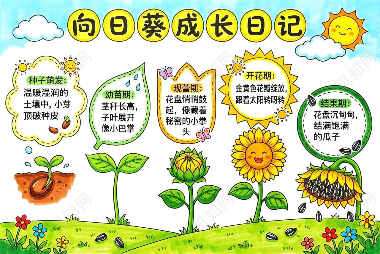 彩色卡通手绘向日葵成长记小报手抄报小学生手抄报
