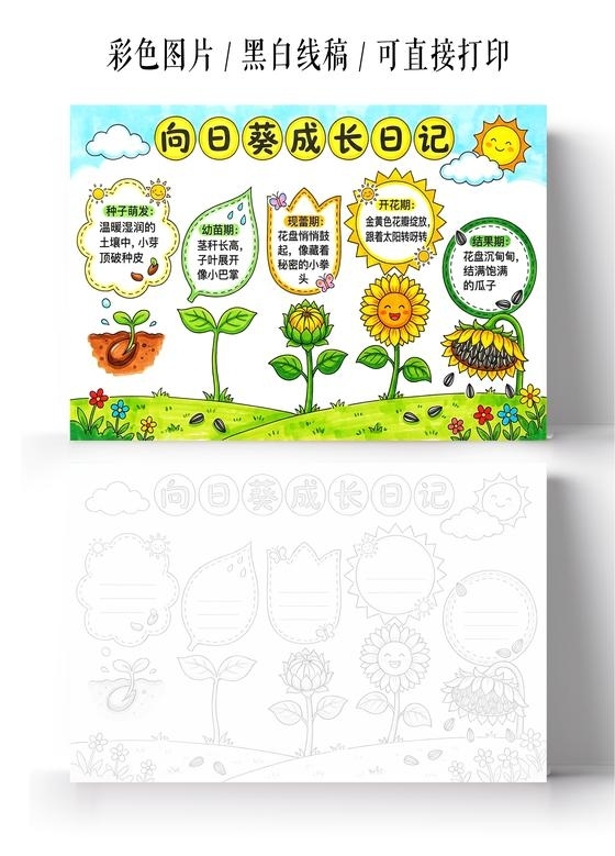 彩色卡通手绘向日葵成长记小报手抄报小学生手抄报