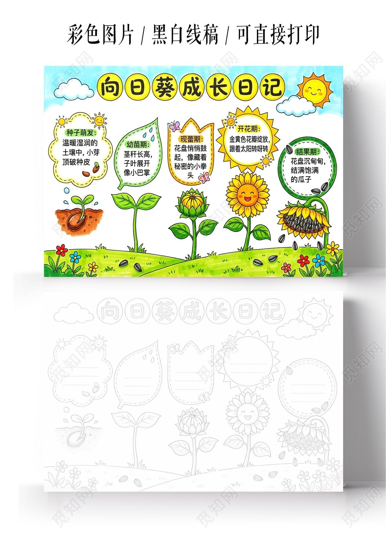 彩色卡通手绘向日葵成长记小报手抄报小学生手抄报