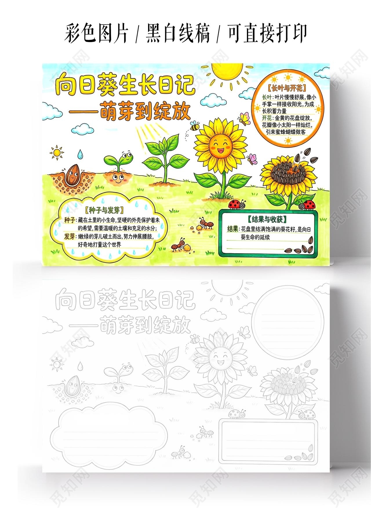 彩色卡通手绘向日葵成长记小报手抄报小学生手抄报