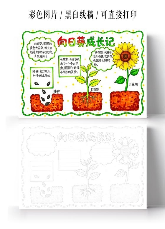彩色卡通手绘向日葵成长记小报手抄报小学生手抄报