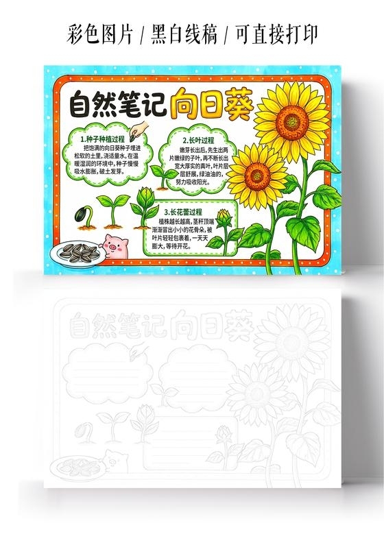 彩色卡通手绘自然笔记向日葵小报手抄报小学生手抄报