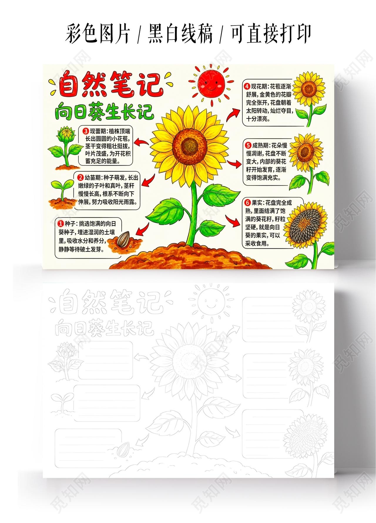 彩色卡通手绘自然笔记小报手抄报小学生手抄报