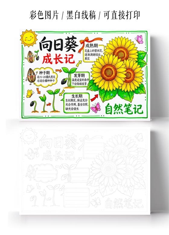 彩色卡通手绘向日葵成长记小报手抄报小学生手抄报