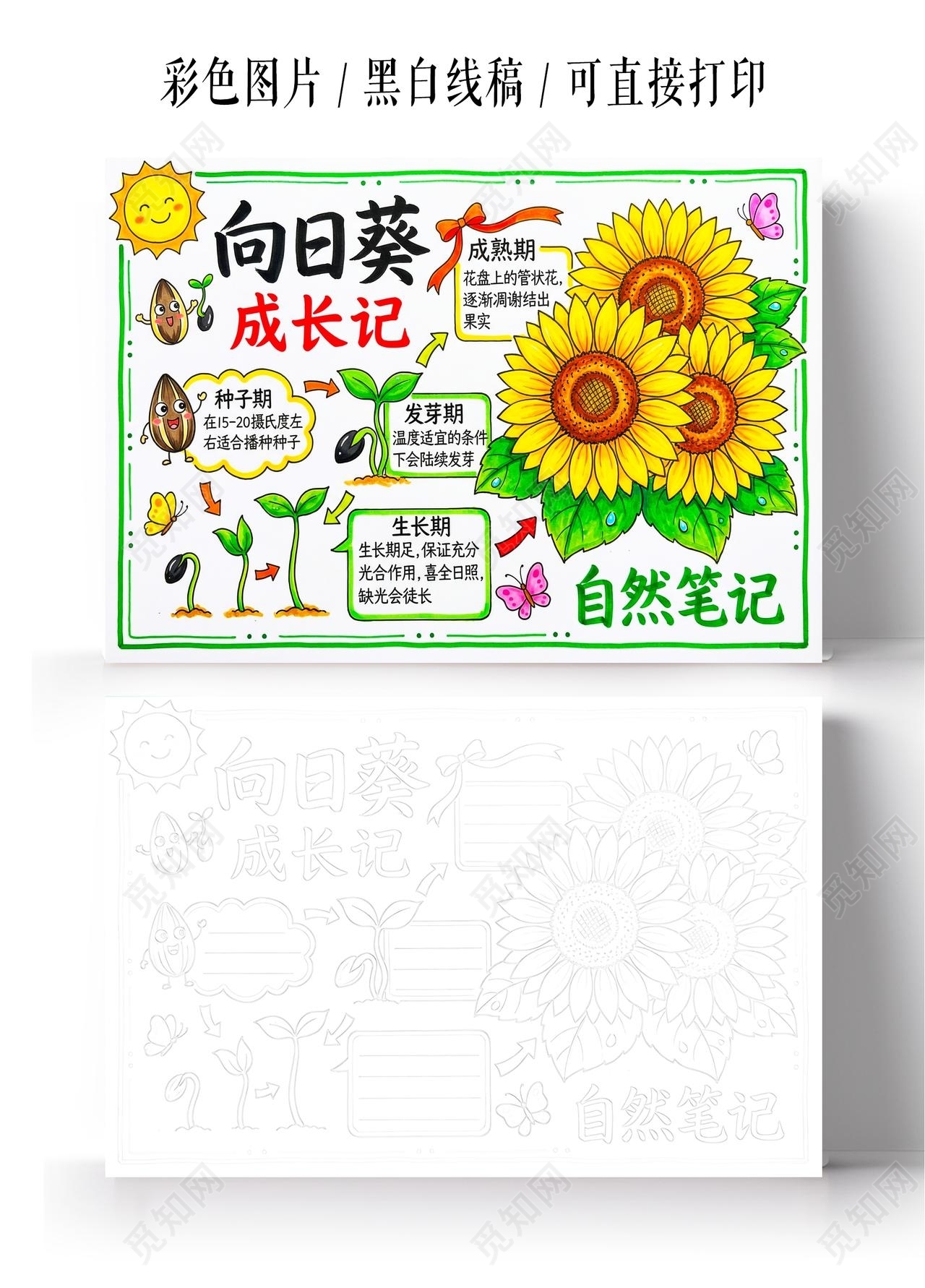 彩色卡通手绘向日葵成长记小报手抄报小学生手抄报