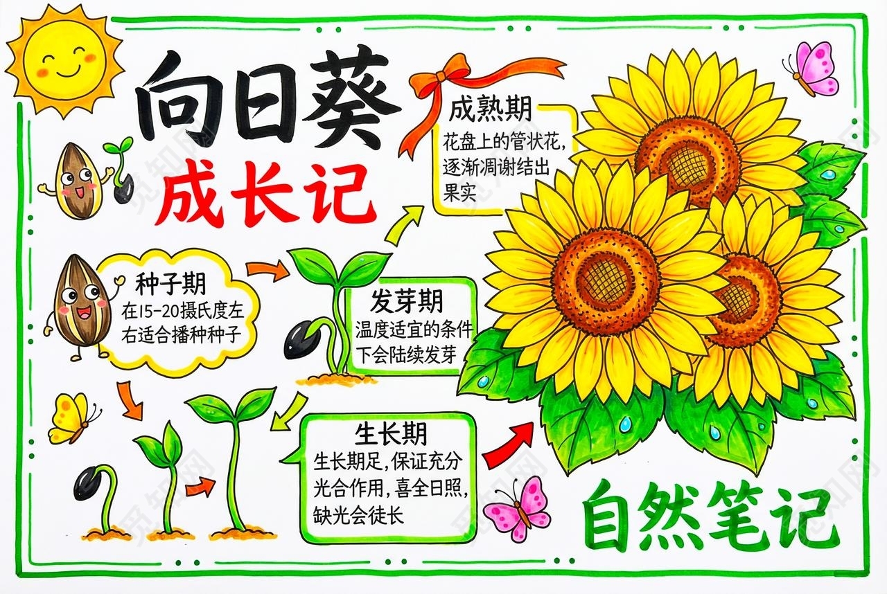 彩色卡通手绘向日葵成长记小报手抄报小学生手抄报