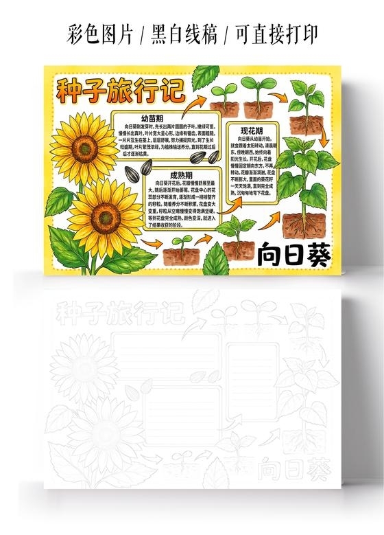 彩色卡通手绘种子旅行记小报手抄报小学生手抄报